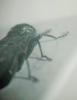Agrilus viridis